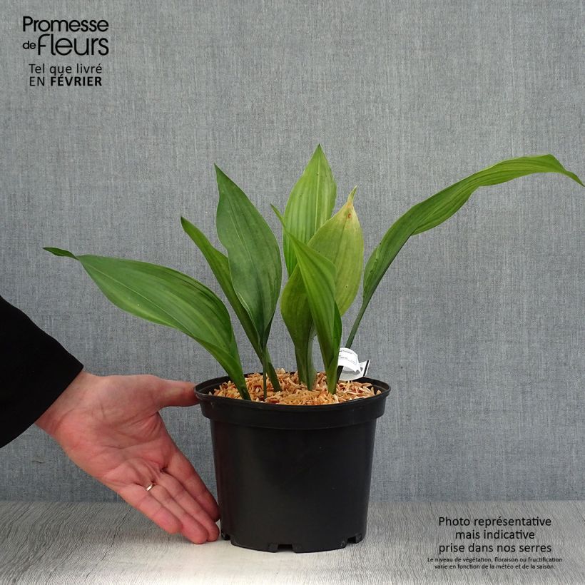 Aspidistra elatior Zebra - Cast-Iron Plant 2L/3L pot sample as delivered in winter