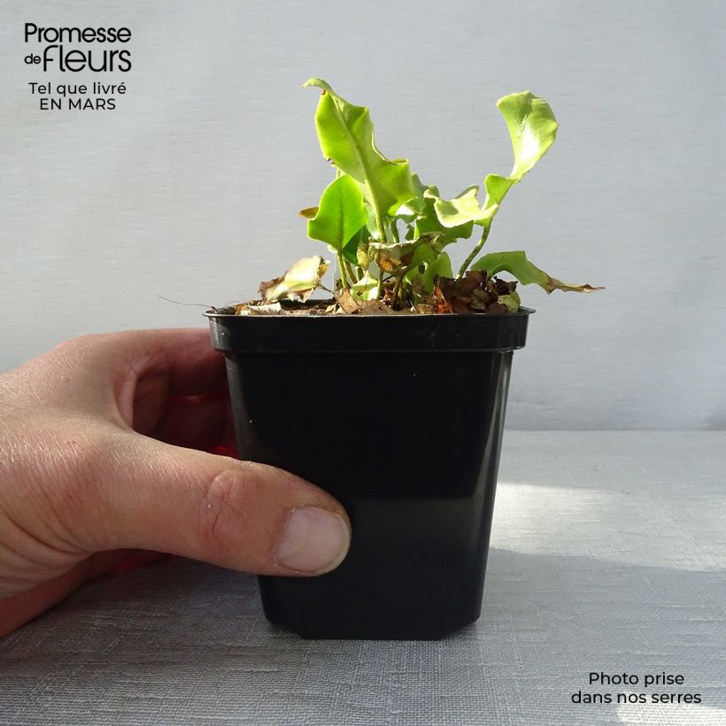 Asplenium scolopendrium Cristatum Group - Hart's Tongue Fern 8/9 cm pot sample as delivered in spring