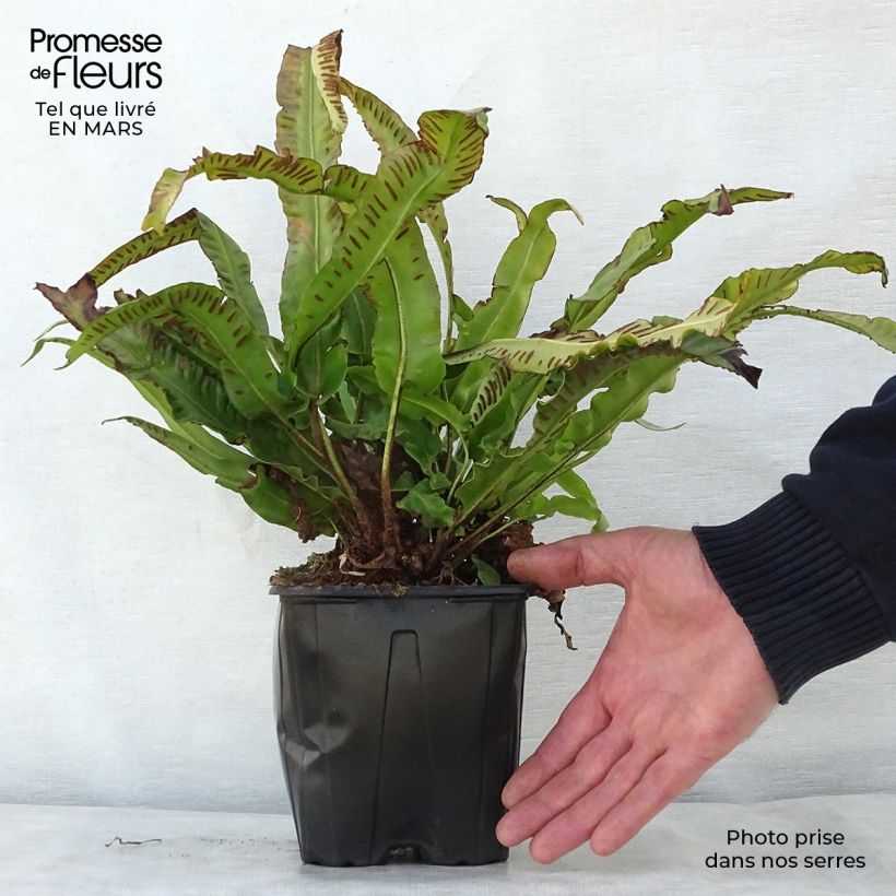 Asplenium scolopendrium Cristatum Group - Hart's Tongue Fern 2L/3L pot sample as delivered in spring
