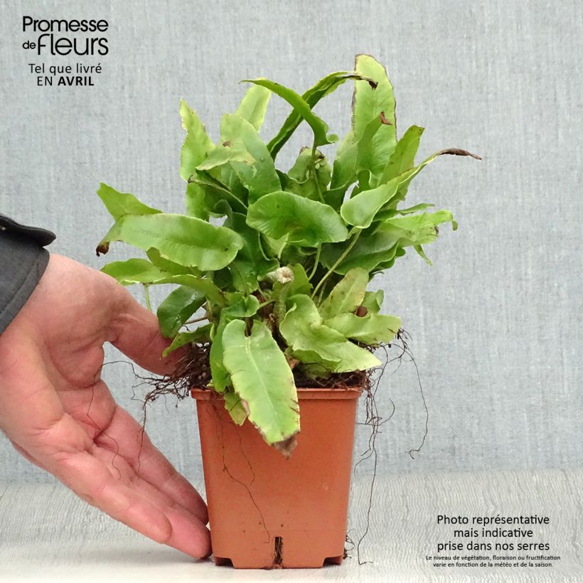 Asplenium scolopendrium Undulatum Group - Hart's Tongue Fern 8/9 cm pot sample as delivered in spring