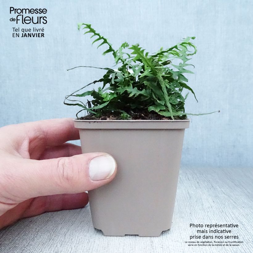 Asplenium x ebenoides 8/9 cm pot sample as delivered in winter