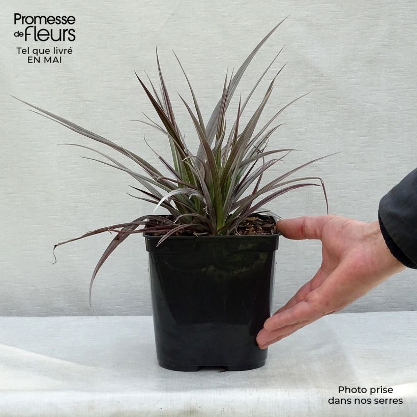 Astelia Red Shadow 2L/3L pot sample as delivered in spring