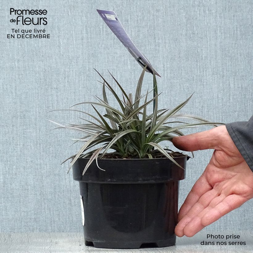 Astelia nivicola Red Devil 2L/3L pot sample as delivered in winter