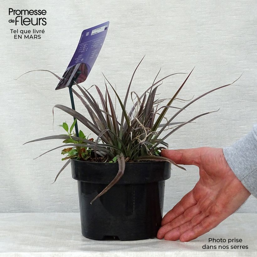 Astelia nivicola Red Devil 2L/3L pot sample as delivered in spring