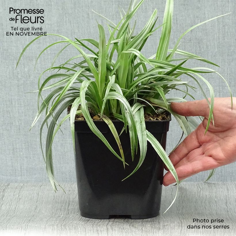 Astelia chathamica Silver Shadow 2L/3L pot sample as delivered in autumn
