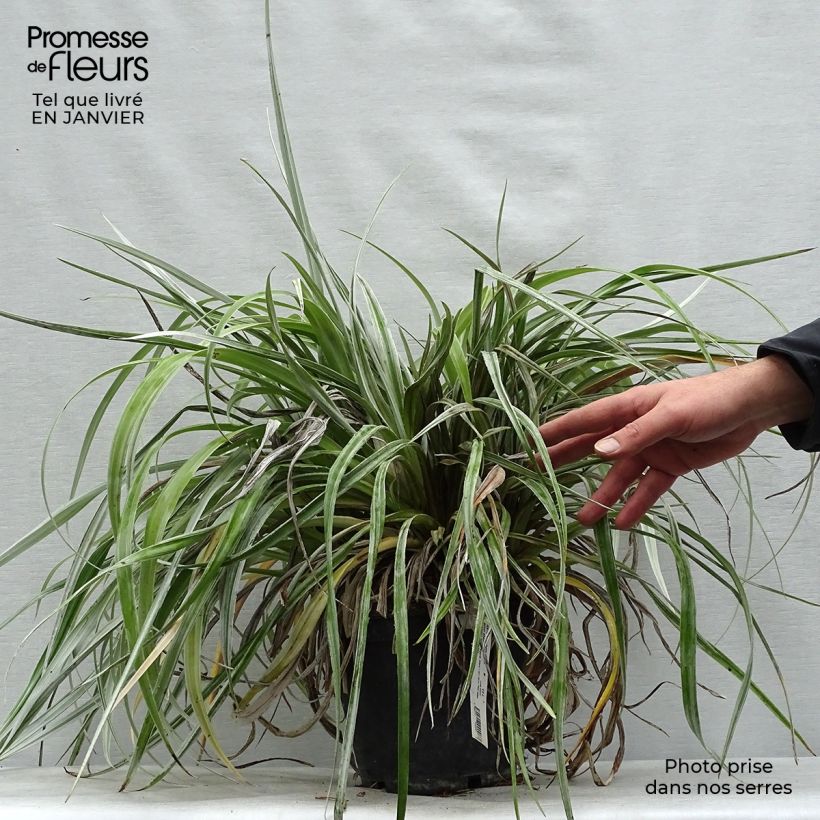 Astelia chathamica Silver Shadow 2L/3L pot sample as delivered in winter