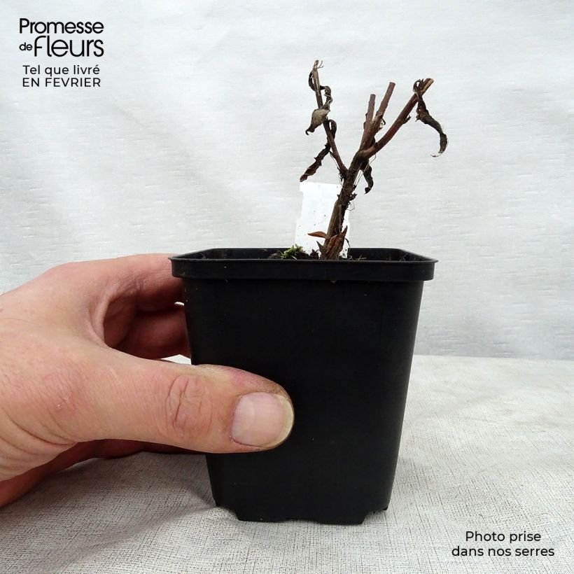 Aster JS Barts Blue Beauty 8/9 cm pot sample as delivered in winter