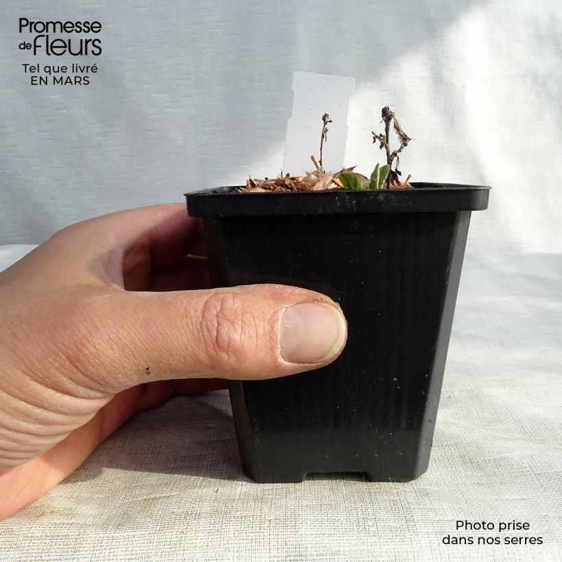Aster ageratoides Adustus Nanus 8/9 cm pot sample as delivered in spring