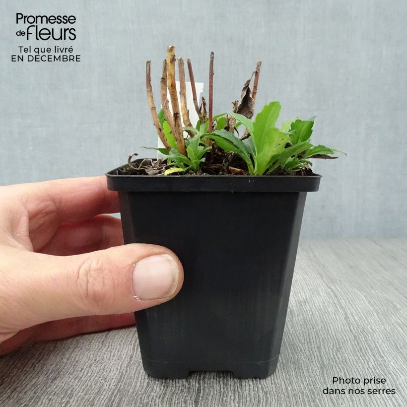 Aster ageratoides Ashvi 8/9 cm pot sample as delivered in winter