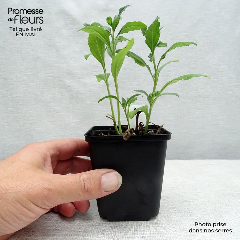 Aster ageratoides Ashvi 8/9 cm pot sample as delivered in spring