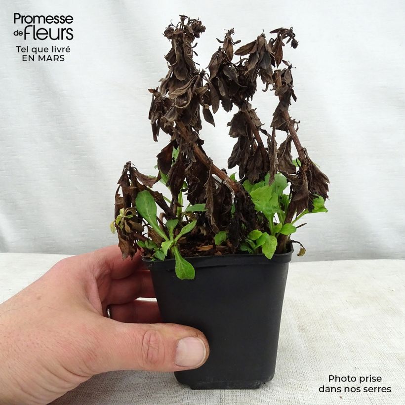 Aster ageratoides Asmo 8/9 cm pot sample as delivered in spring