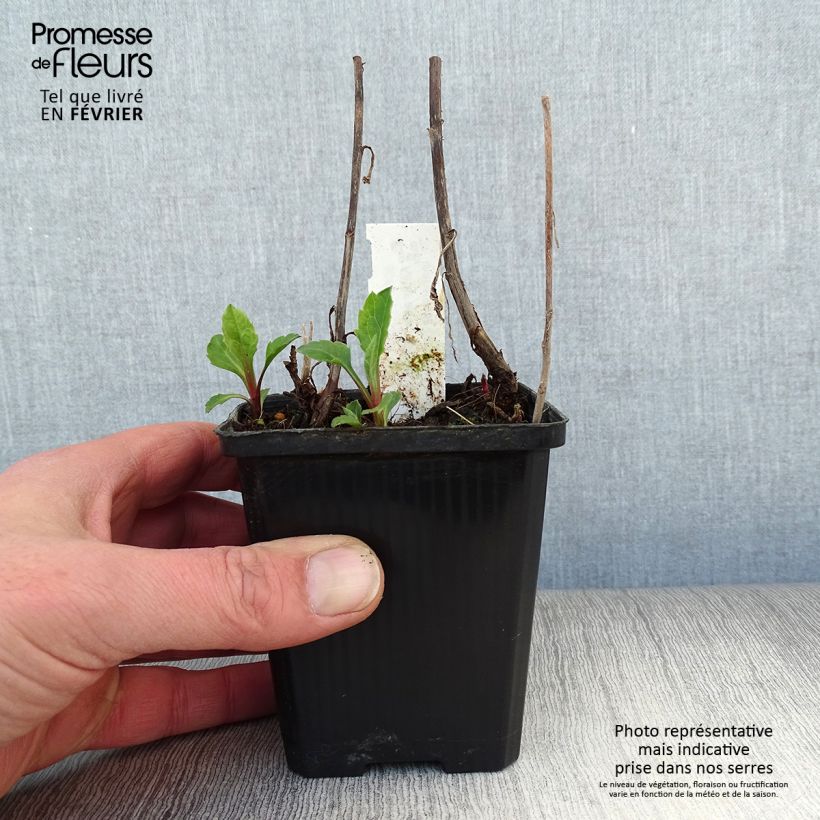 Aster ageratoides Asran 8/9 cm pot sample as delivered in winter