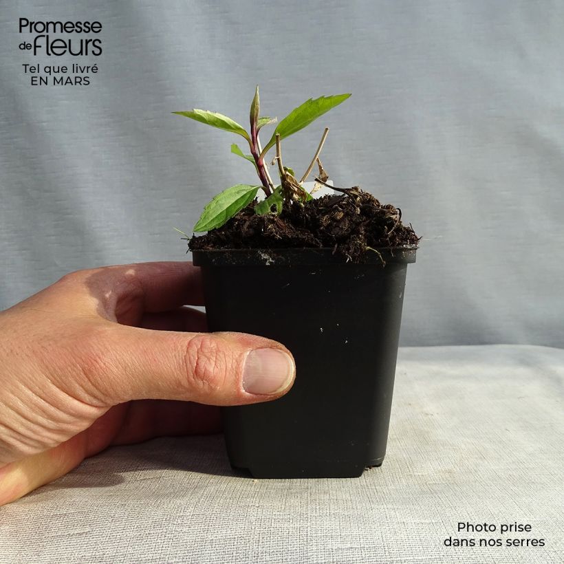 Aster ageratoides Ezo Murasaki 8/9 cm pot sample as delivered in spring