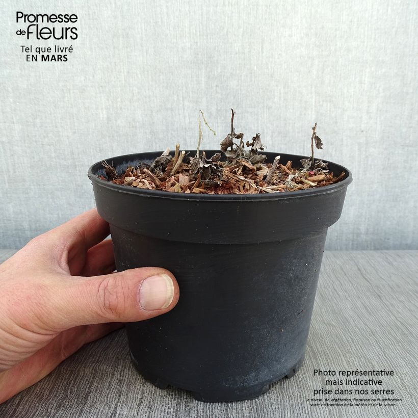 Aster ageratoides Stardust 2L/3L pot sample as delivered in winter