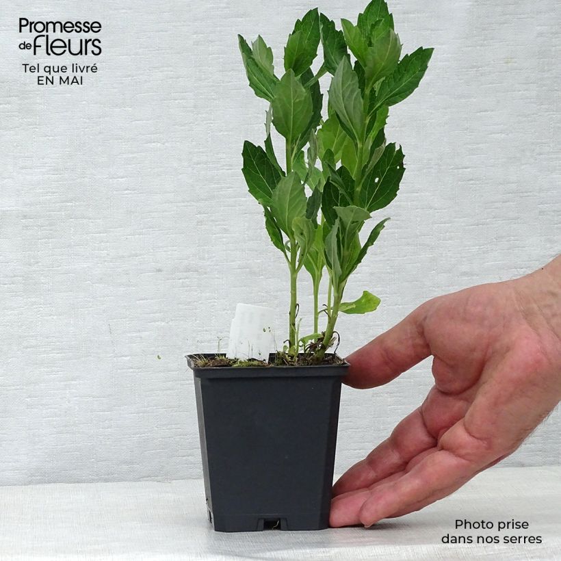 Aster ageratoides Starshine 8/9 cm pot sample as delivered in spring