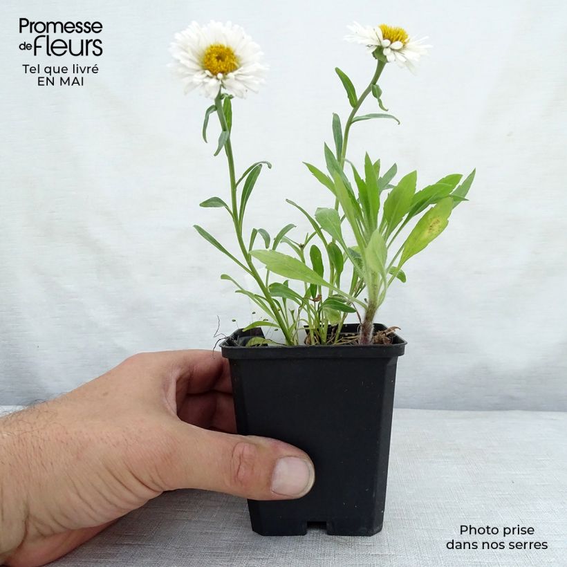 Aster alpinus Albus 8/9 cm pot sample as delivered in spring