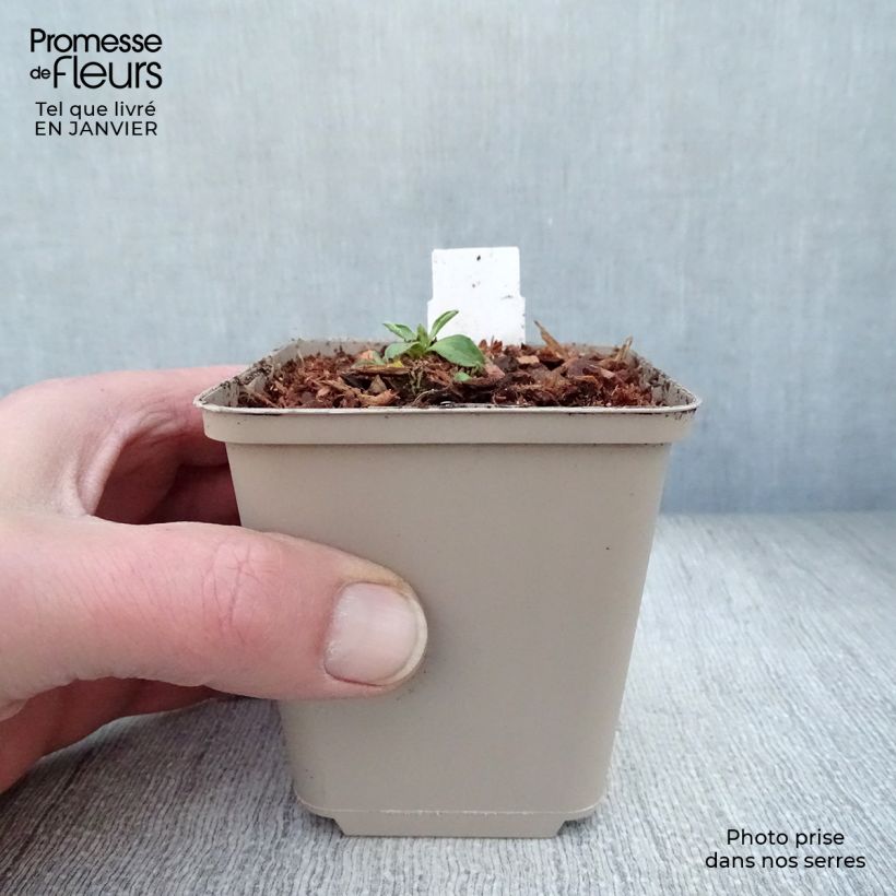 Aster alpinus Dunkle Schöne 8/9 cm pot sample as delivered in winter