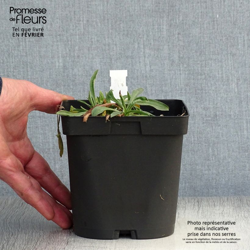 Aster alpinus Dunkle Schöne 2L/3L pot sample as delivered in winter