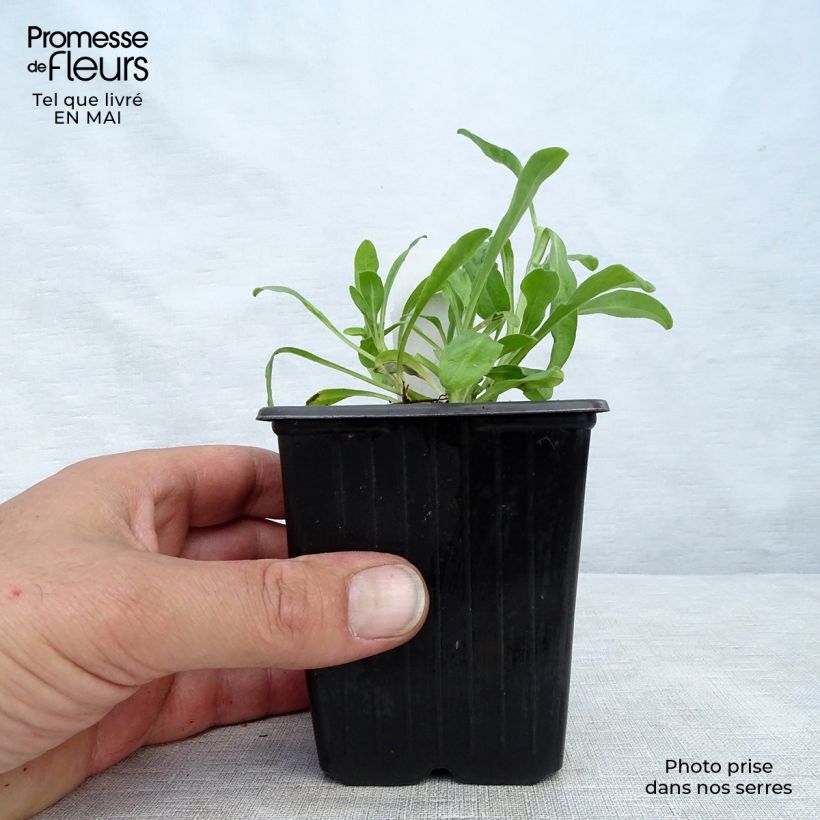 Aster alpinus Dunkle Schöne 8/9 cm pot sample as delivered in spring