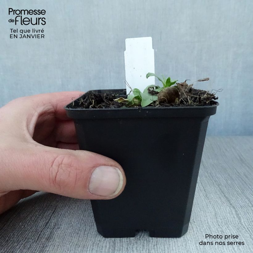 Aster alpinus Goliath 8/9 cm pot sample as delivered in winter