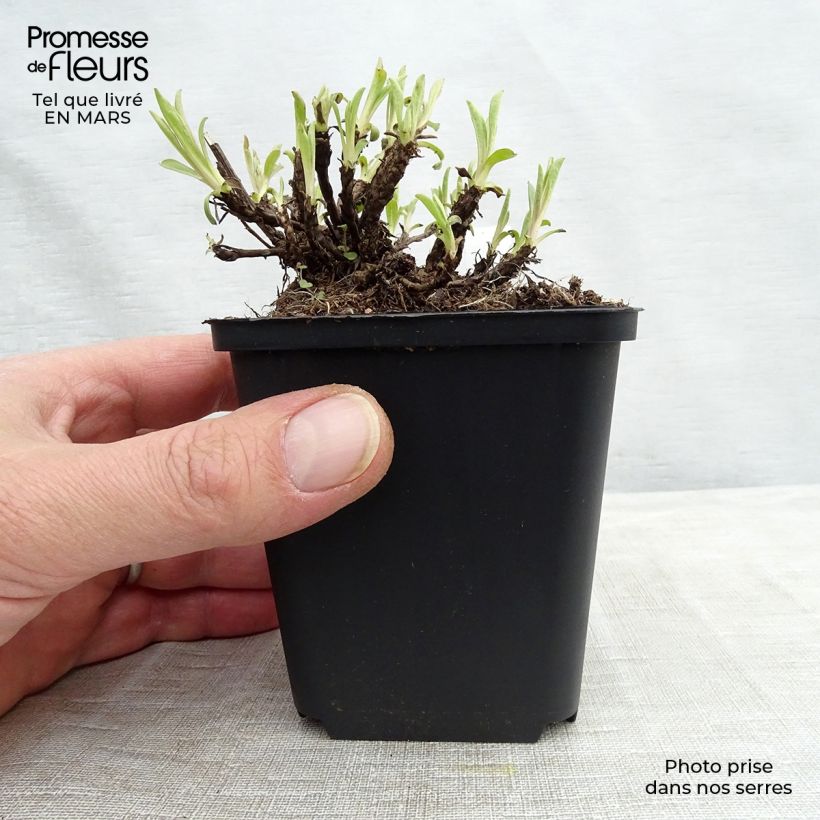 Aster alpinus Happy End 8/9 cm pot sample as delivered in winter