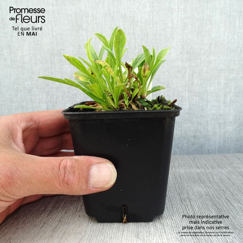 Aster alpinus Pinkie 8/9 cm pot sample as delivered in spring