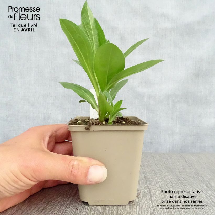 Aster amellus King George 8/9 cm pot sample as delivered in spring