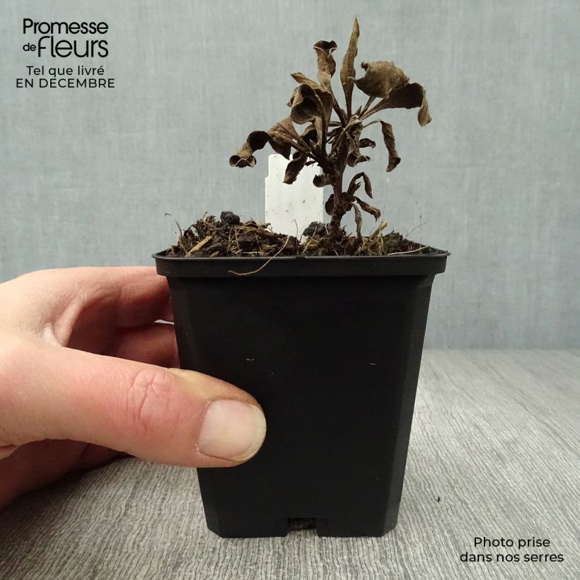 Aster amellus Rosa Erfüllung 8/9 cm pot sample as delivered in winter