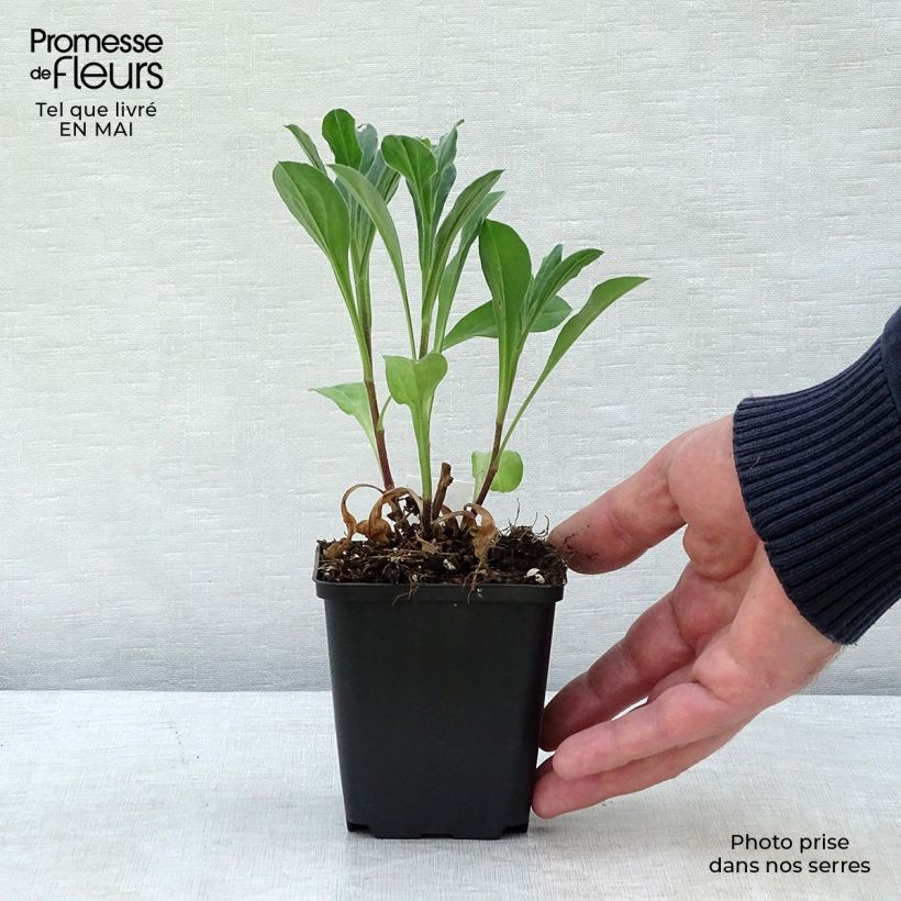 Aster amellus Rosa Erfüllung 8/9 cm pot sample as delivered in spring