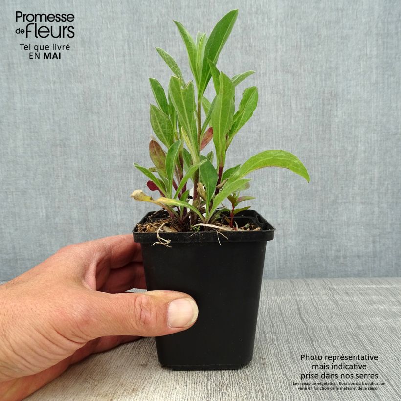 Aster amellus Rudolf Goethe 8/9 cm pot sample as delivered in spring