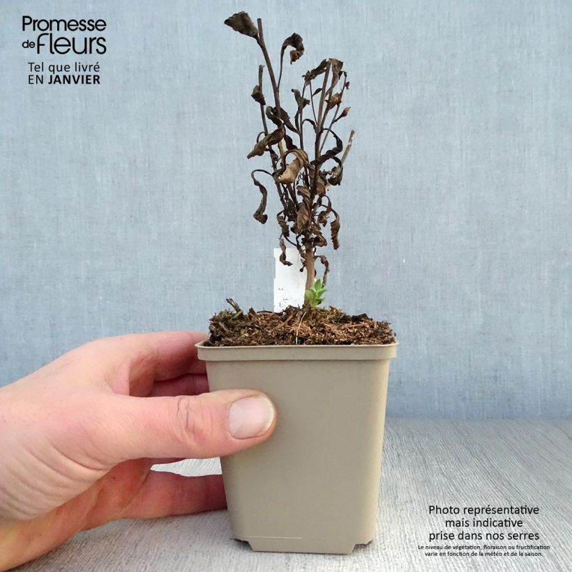 Aster amellus Sonia 8/9 cm pot sample as delivered in winter