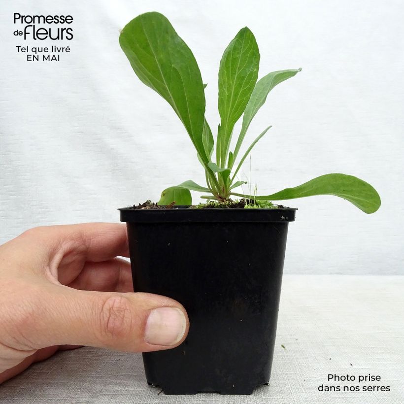 Aster amellus Veilchenkönigin - Violet Queen 8/9 cm pot sample as delivered in spring