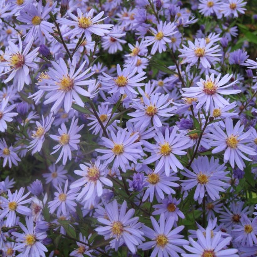 Aster cordifolius Blue Heaven (Plant habit)