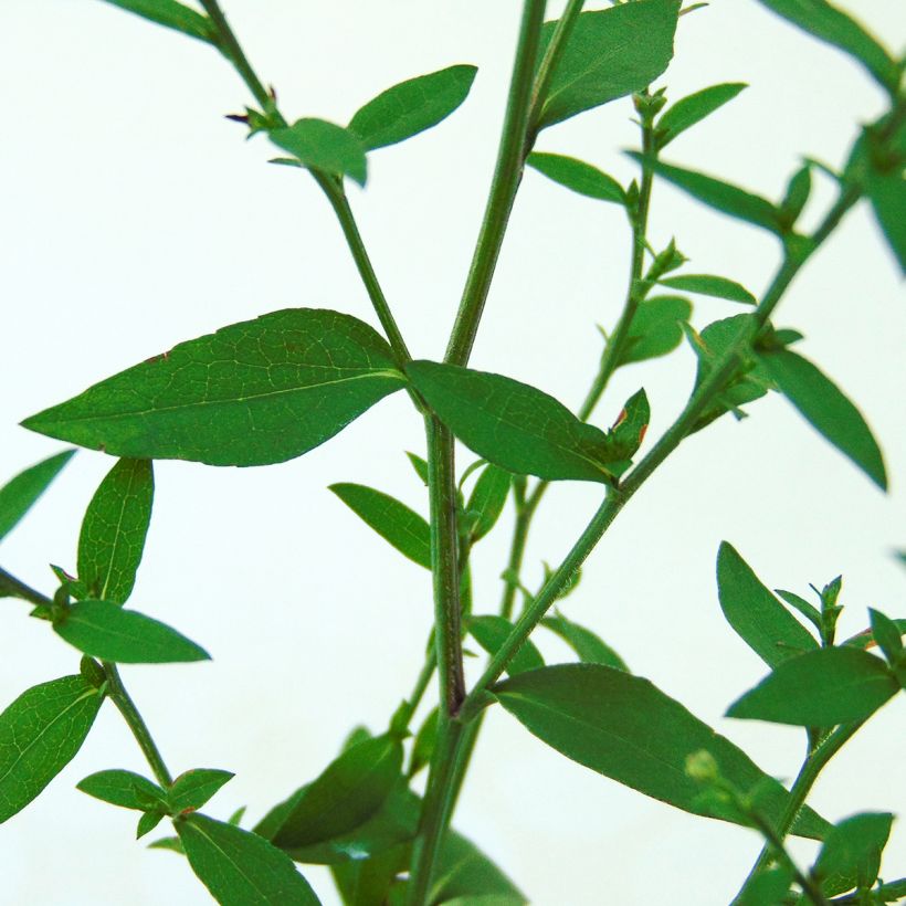 Aster cordifolius Blütenregen (Foliage)
