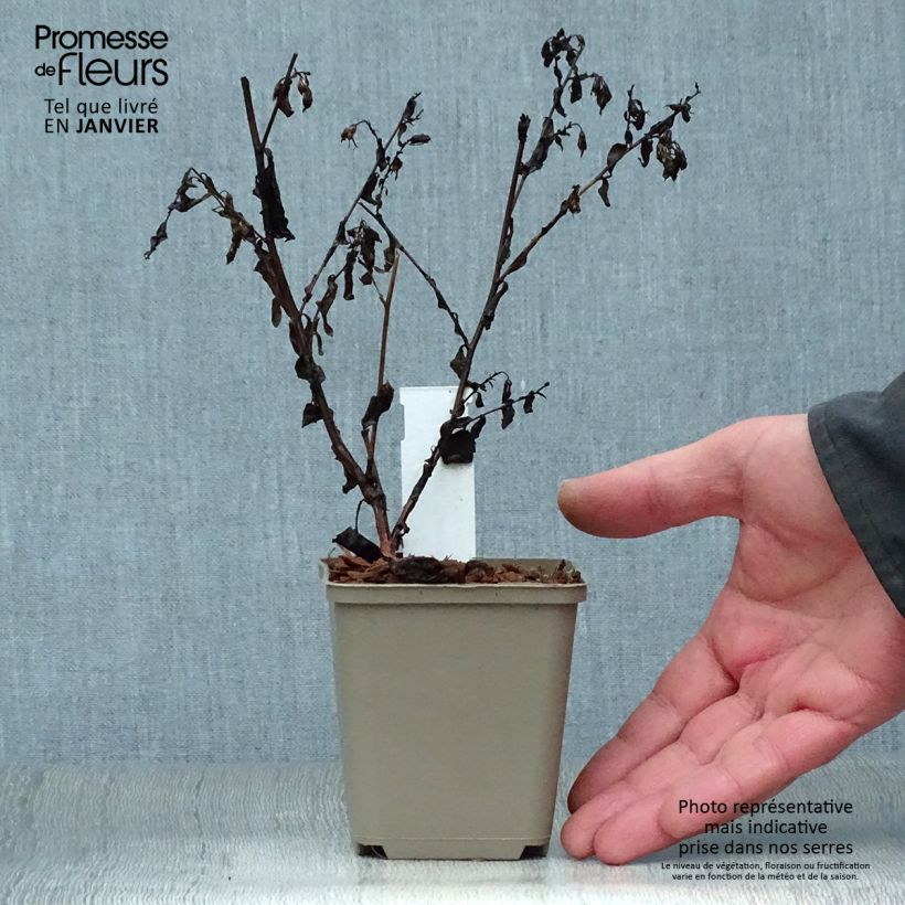 Aster cordifolius Blütenregen 8/9 cm pot sample as delivered in winter