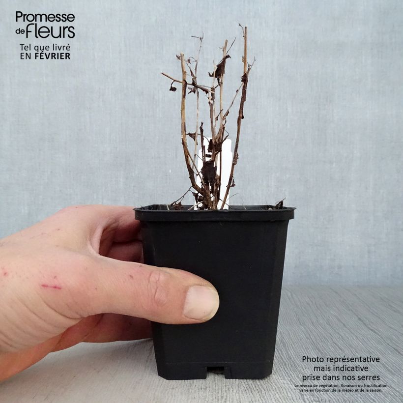 Aster cordifolius Ideal 8/9 cm pot sample as delivered in winter