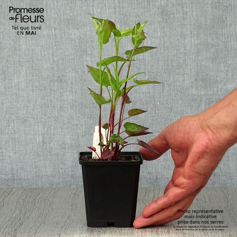 Aster cordifolius Ideal 8/9 cm pot sample as delivered in spring