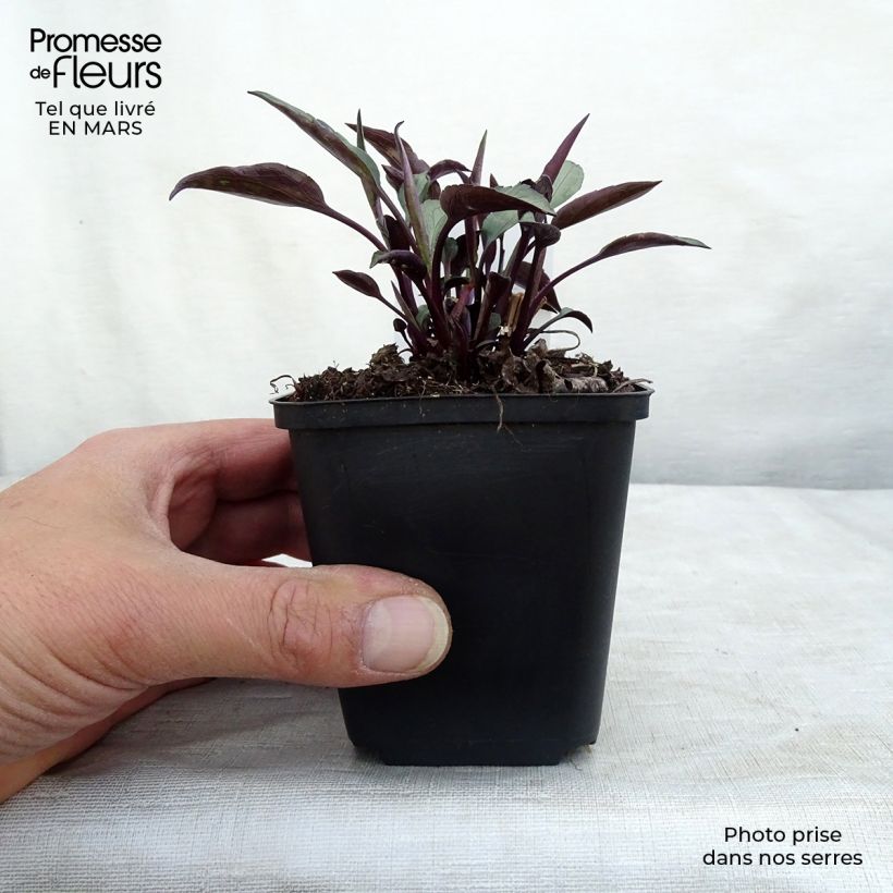 Aster cordifolius Little Carlow 8/9 cm pot sample as delivered in winter