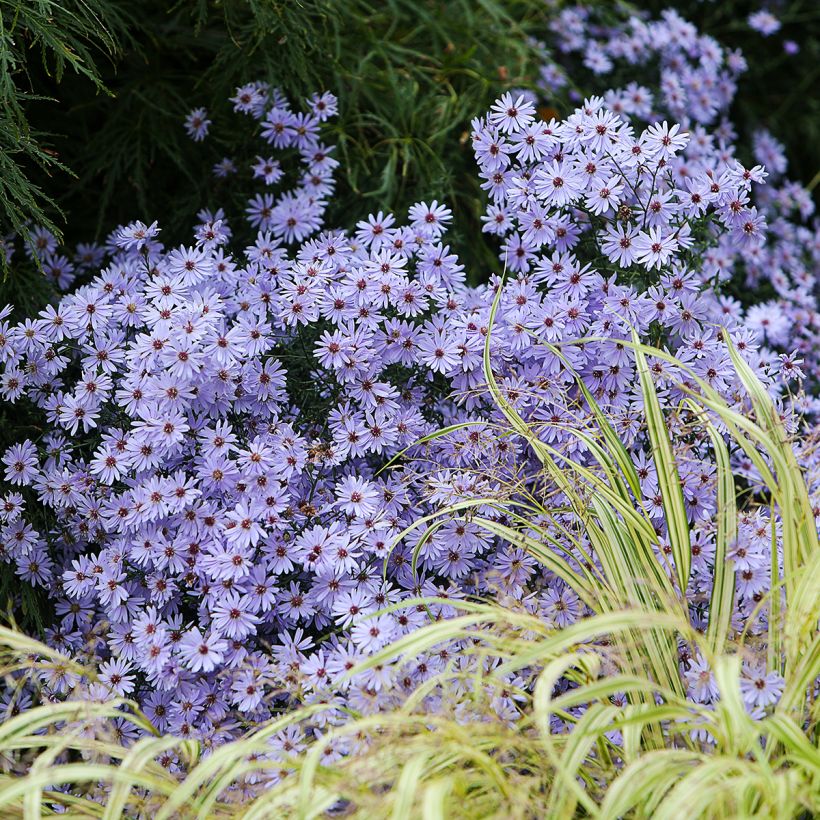Aster cordifolius Little Carlow (Plant habit)