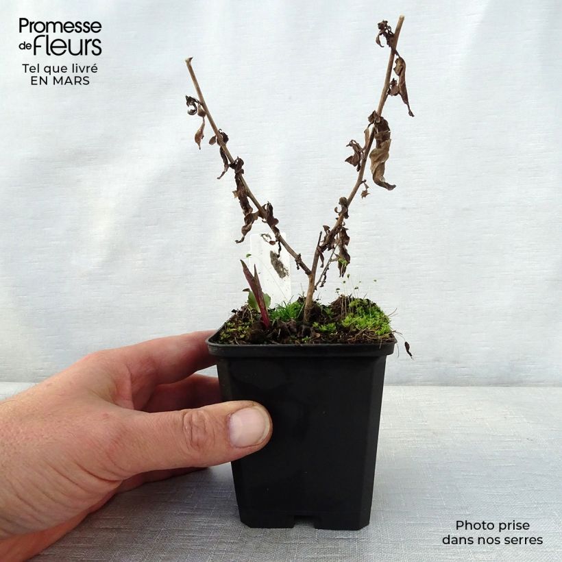 Aster cordifolius Photograph 8/9 cm pot sample as delivered in spring