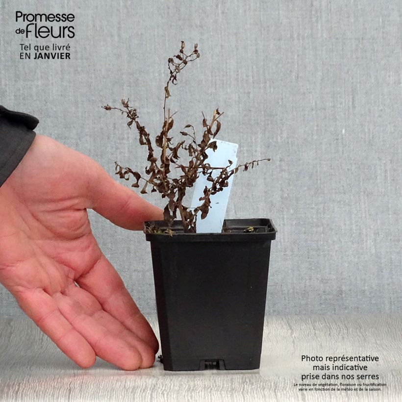 Aster cordifolius Photograph 8/9 cm pot sample as delivered in winter