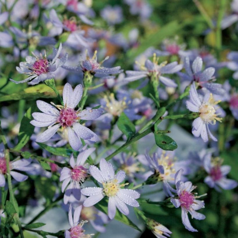 Aster cordifolius Ideal (Plant habit)