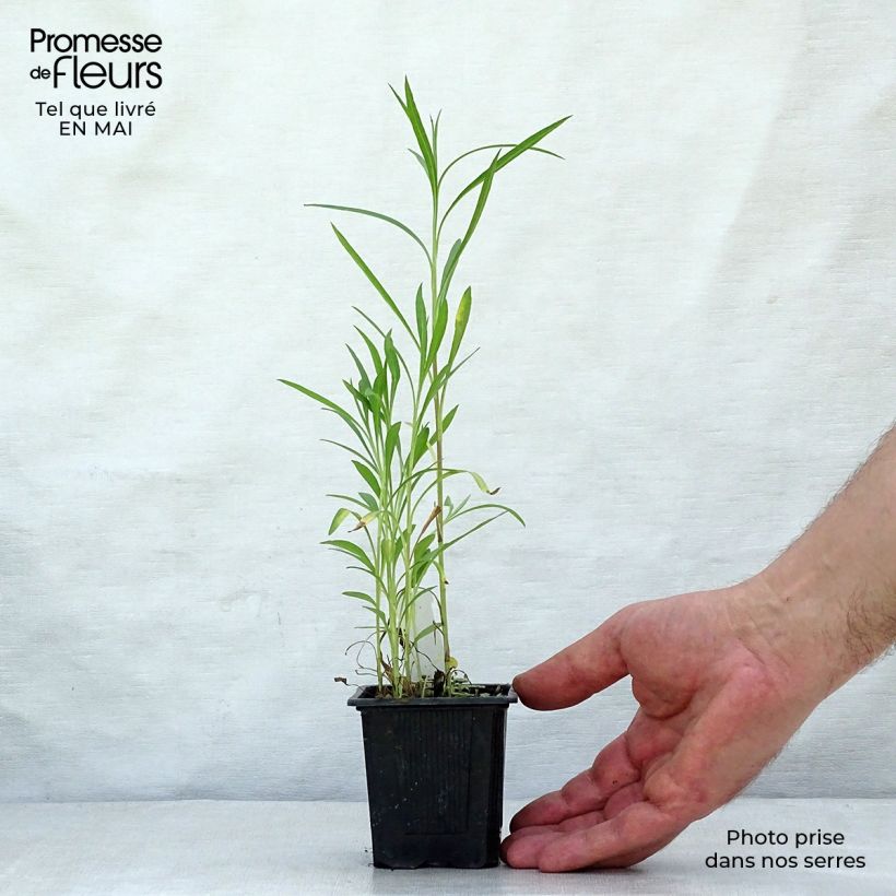 Aster datschii 8/9 cm pot sample as delivered in spring