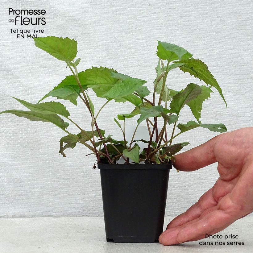 Aster divaricatus 8/9 cm pot sample as delivered in spring