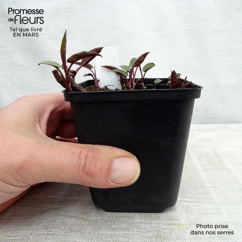 Aster divaricatus Tradescant 8/9 cm pot sample as delivered in winter