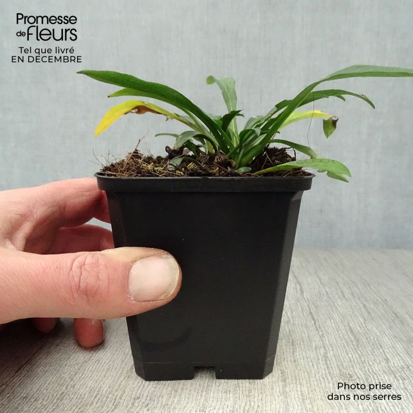 Aster dumosus Anneke 8/9 cm pot sample as delivered in winter