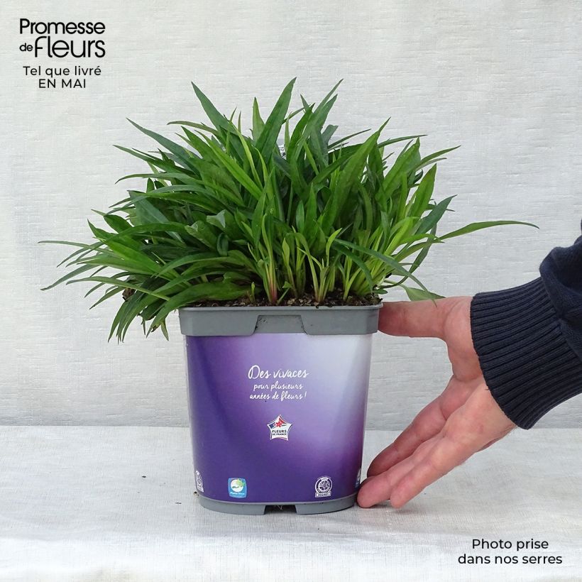 Aster dumosus Augenweide 2L/3L pot sample as delivered in spring