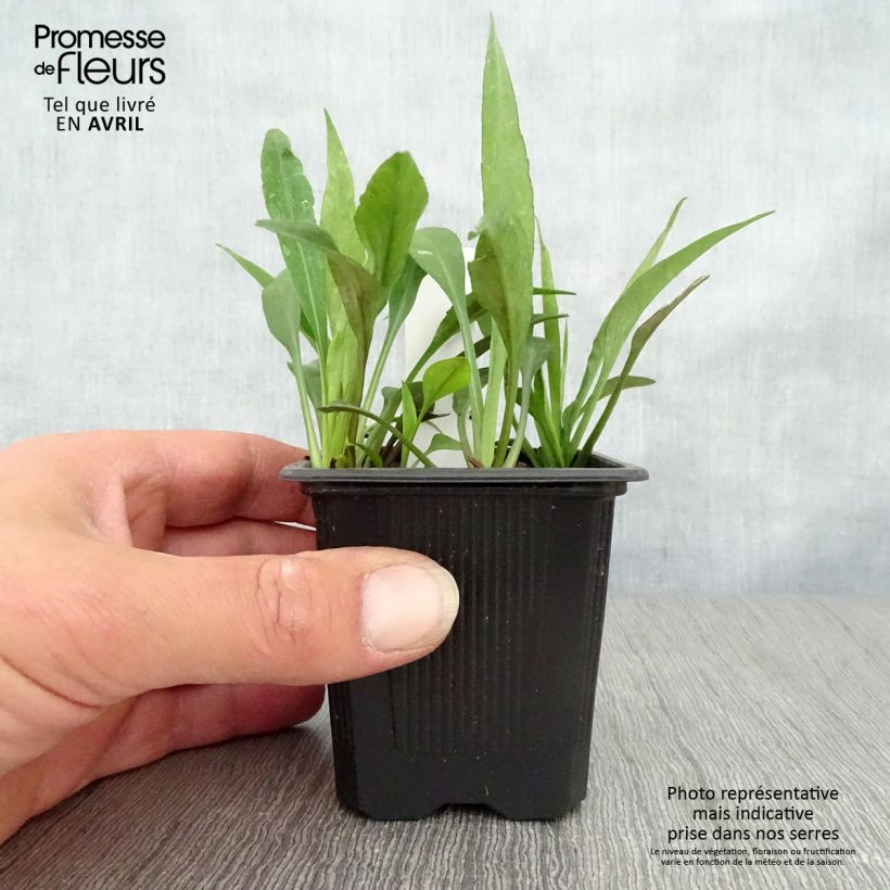 Aster dumosus Augenweide 8/9 cm pot sample as delivered in spring