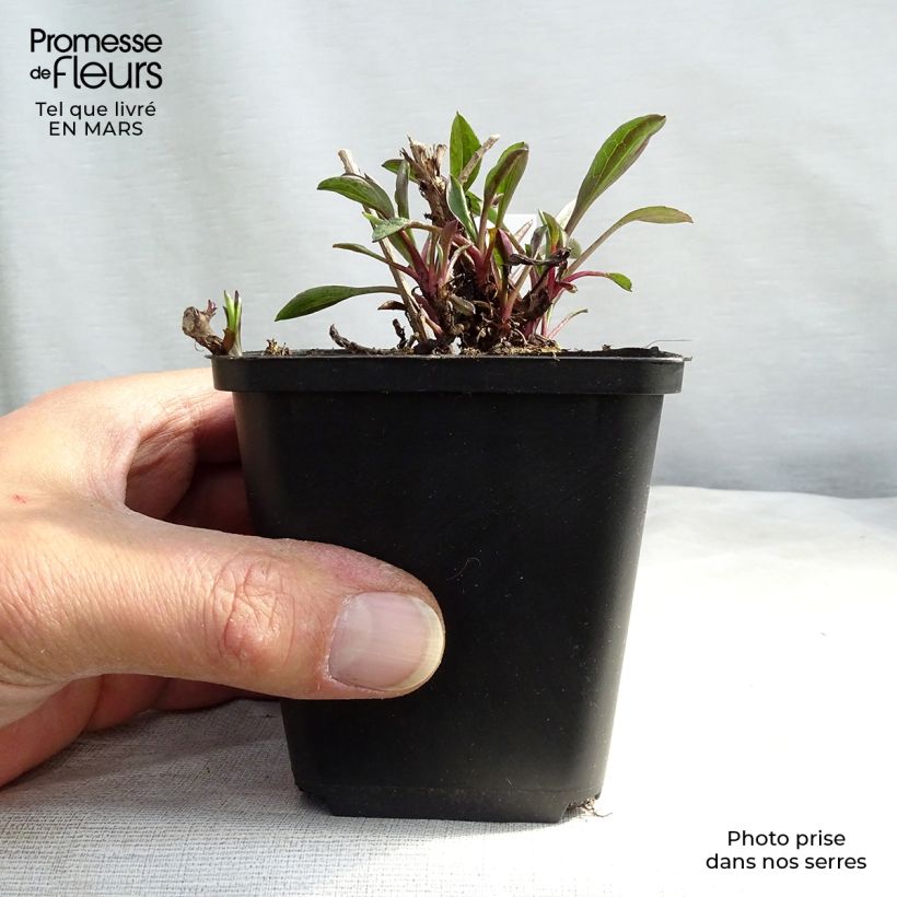 Aster dumosus Bahamas 8/9 cm pot sample as delivered in spring