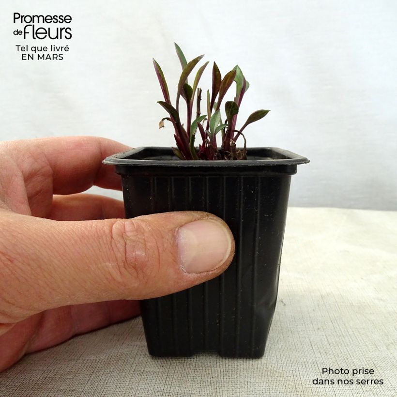 Aster dumosus Early Blue 7/8 cm pot sample as delivered in spring